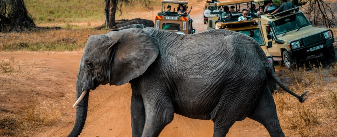 Os 5 Melhores Países Africanos para um Safari Inesquecível