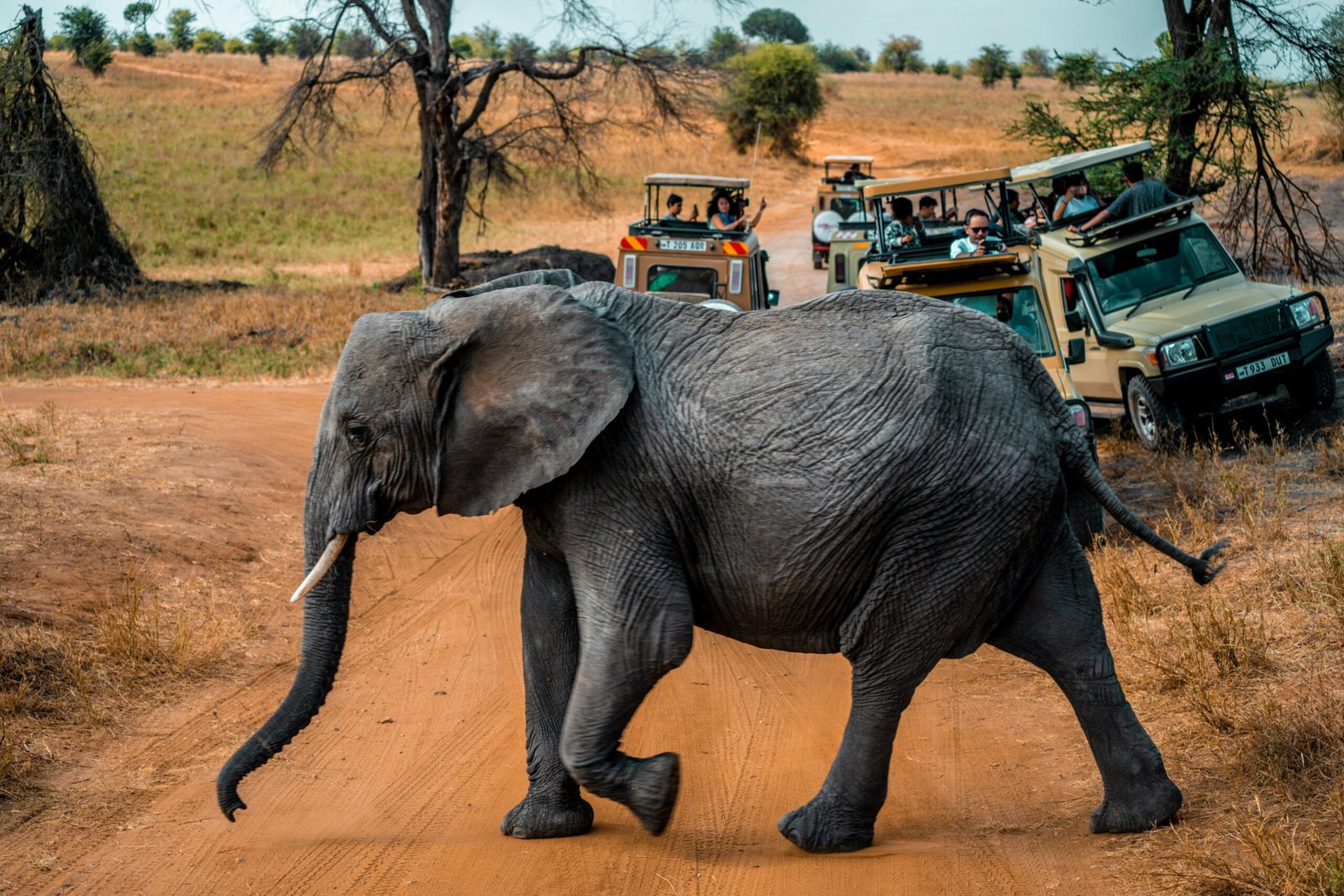 Os 5 Melhores Países Africanos para um Safari Inesquecível